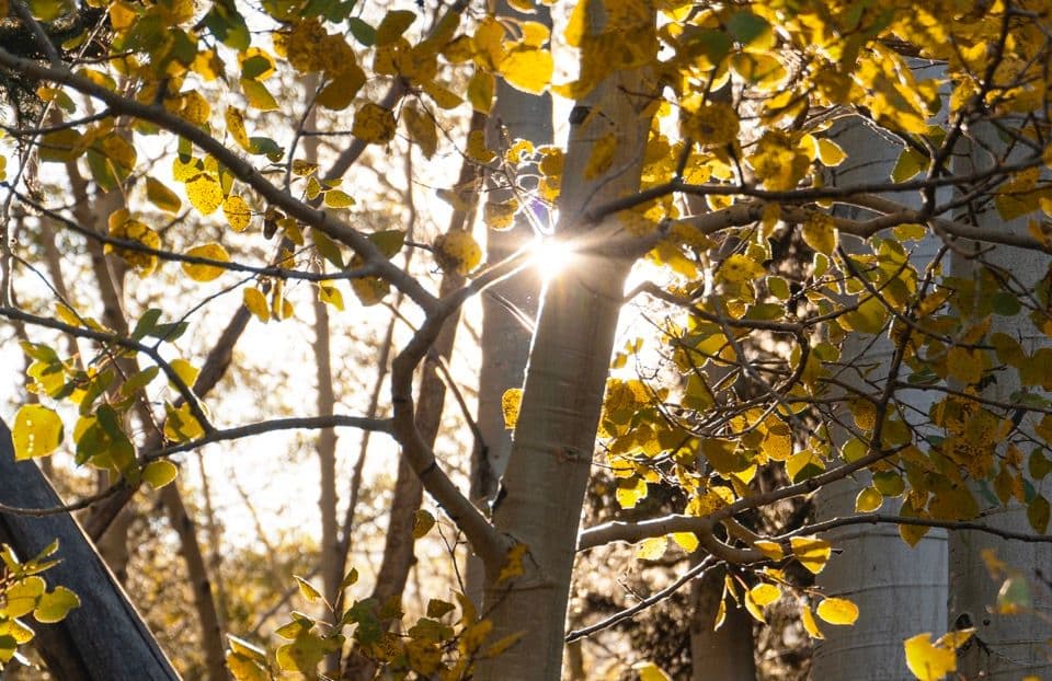 Sunshine in Golden Aspens