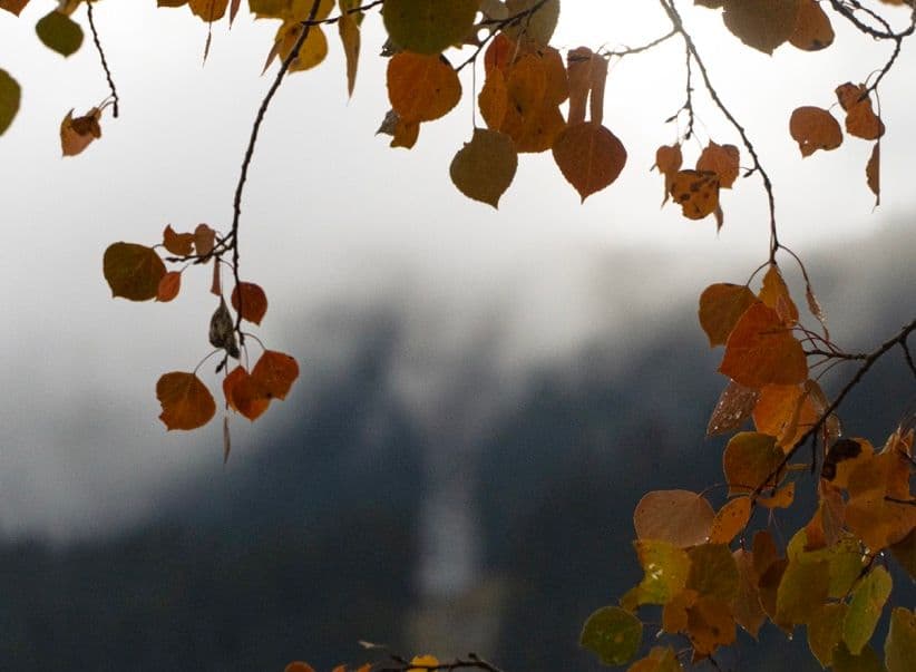 Golden aspen tree in the mountains